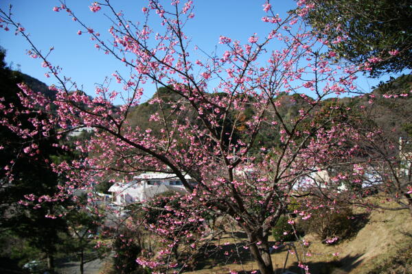 咲楽の 河津正月桜 満開 河津桜まつりご予約受付中 全室海一望の露天付き客室の宿 桐のかほり 咲楽 さくら 女将の一人言